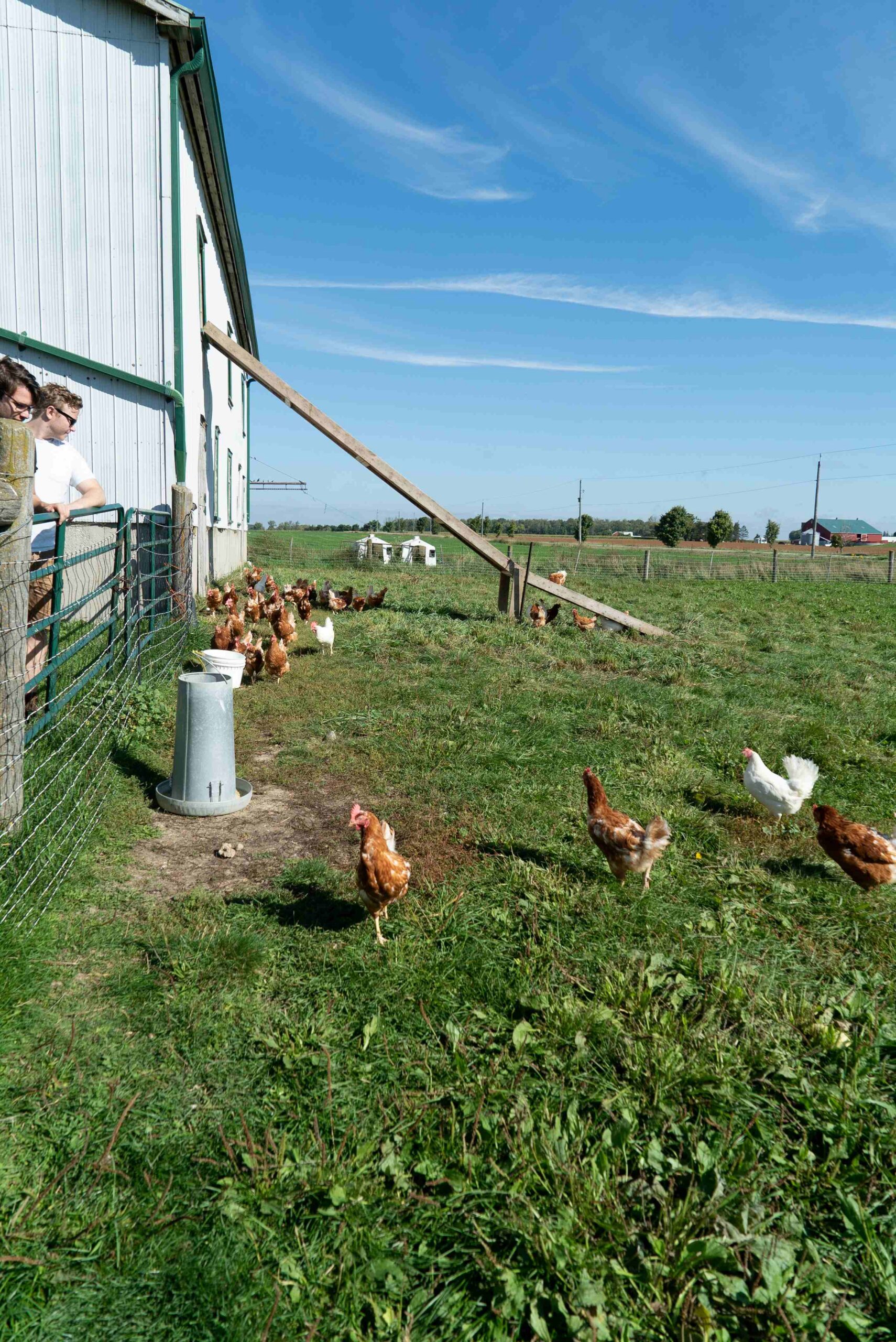 Chickens roaming on grass beside a farm building with people standing near a fenced area.
