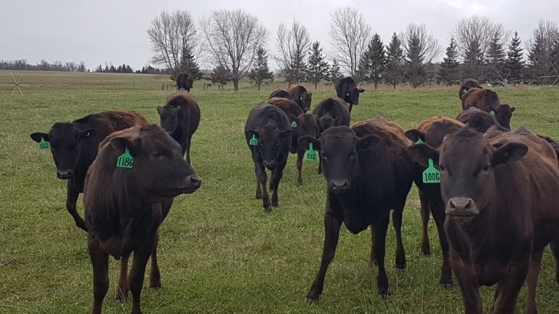 Black cattle with green ear tags standing in a grassy pasture with trees in the background.