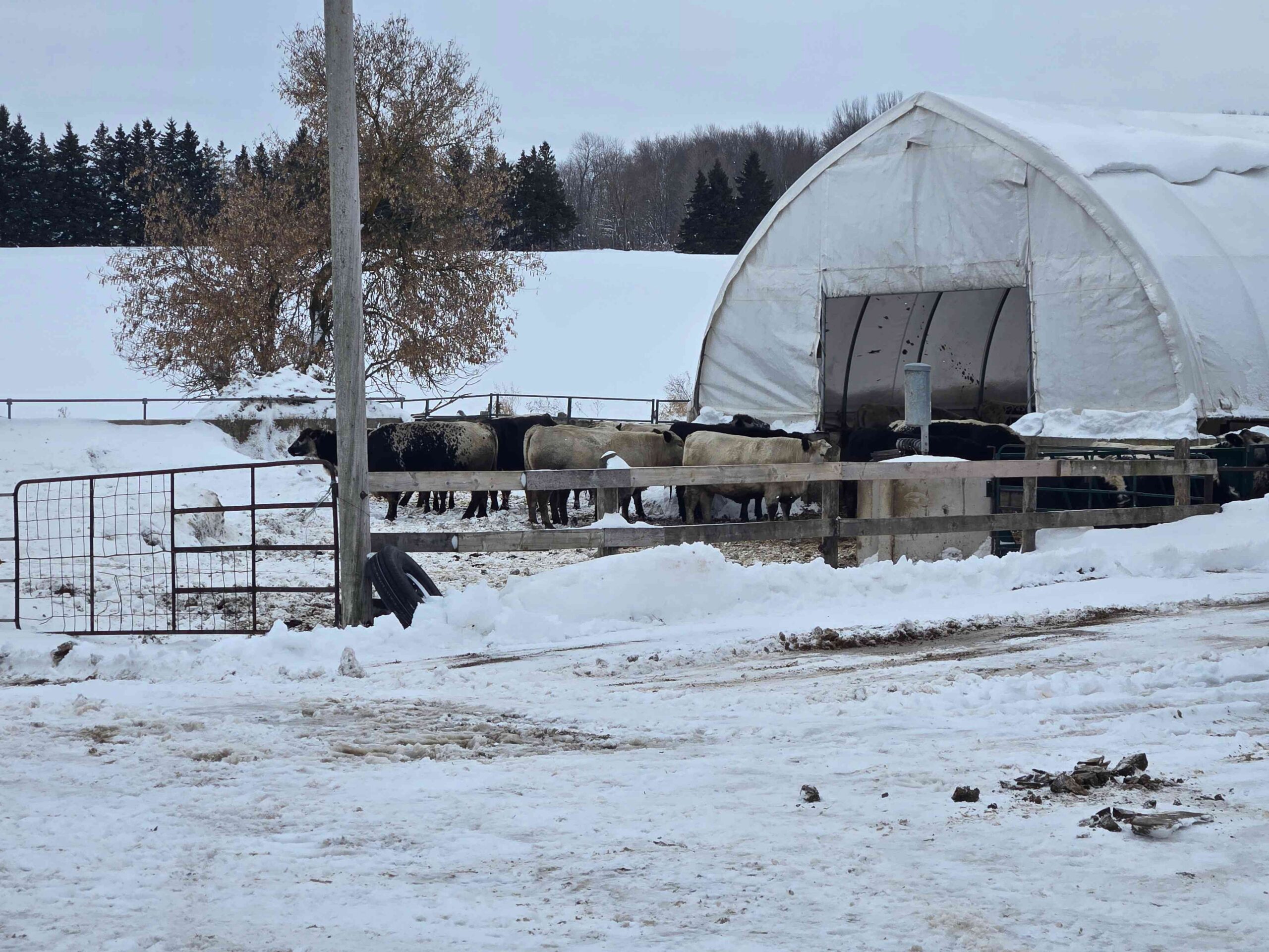 Cattle standing in a fenced area beside a covered shelter in a snowy farm setting.