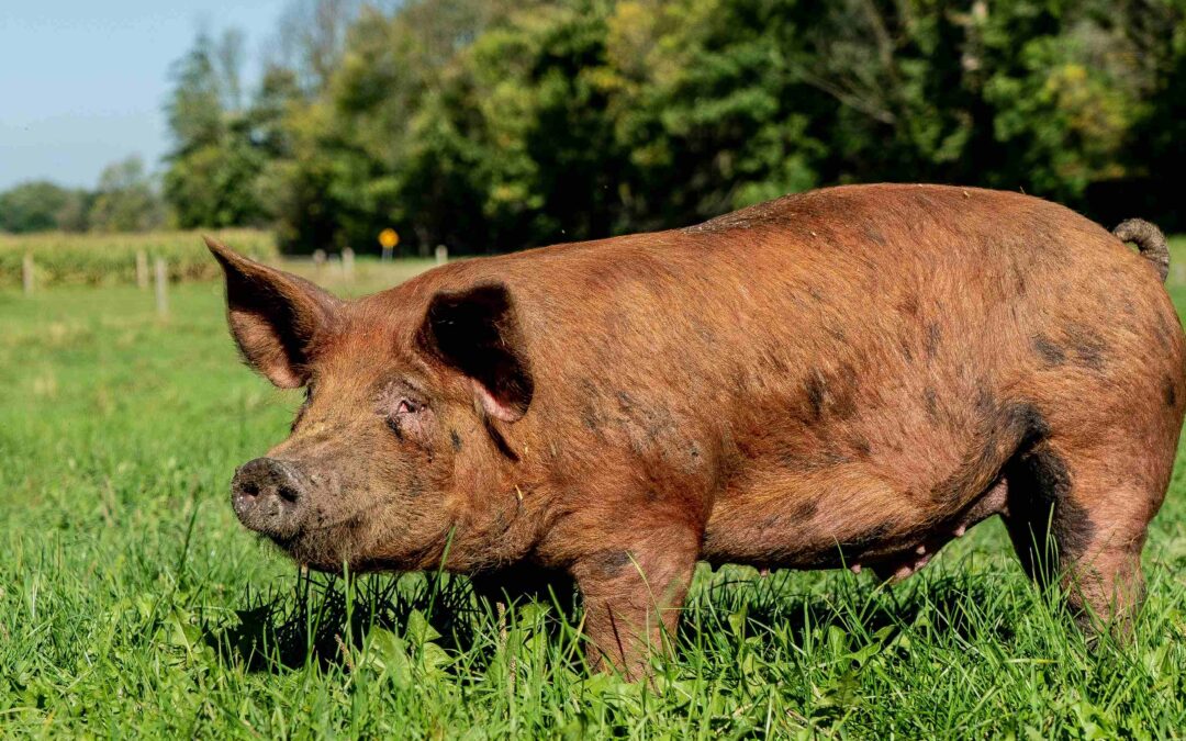 Howick Community Farmers