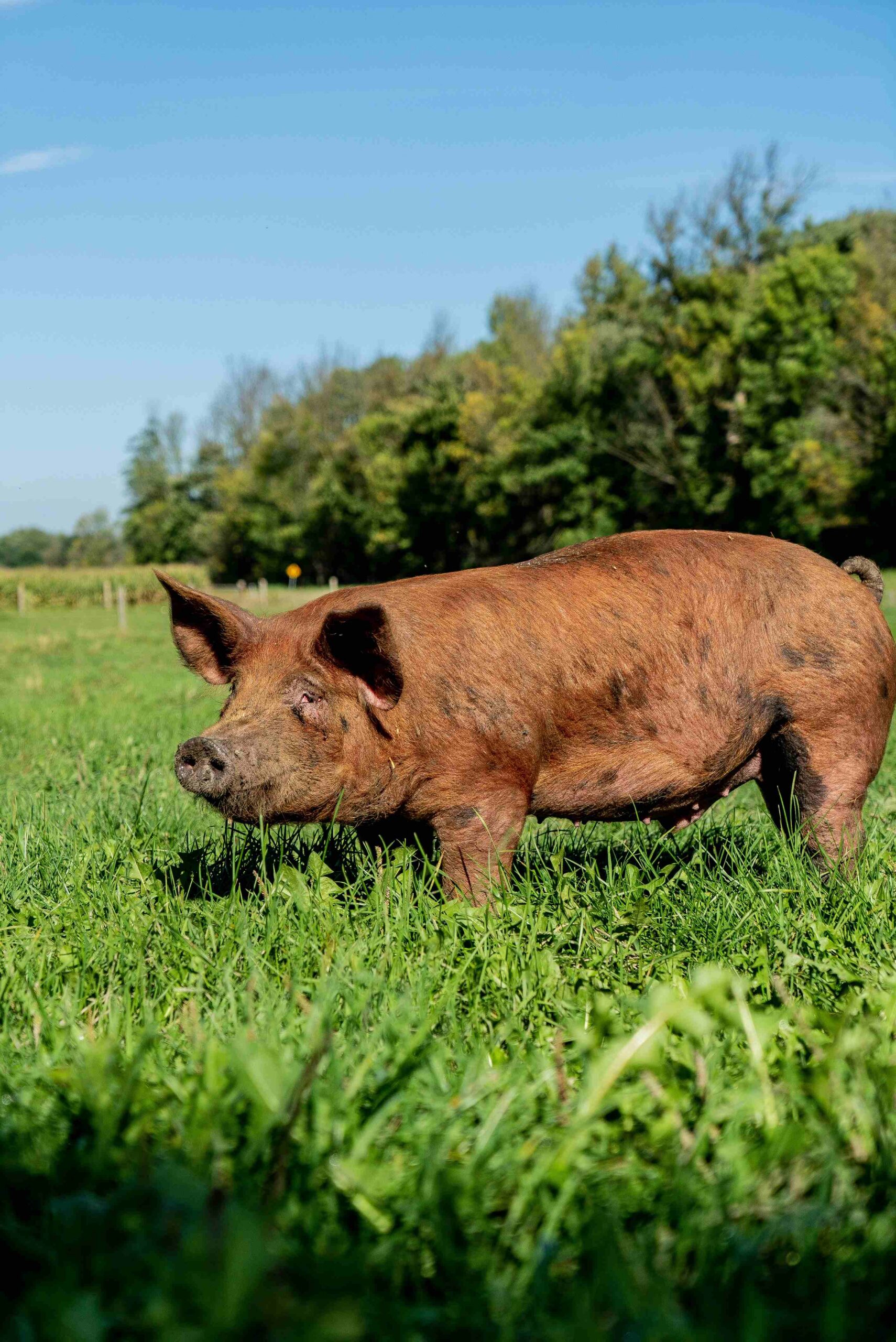 Brown pig standing in green grass pasture with trees in the background.