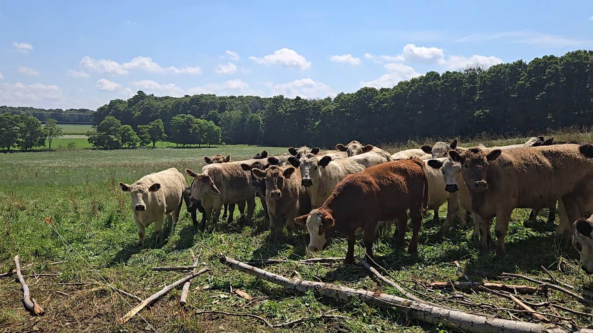 Cattle standing together in a grassy pasture with trees and open field in the background.
