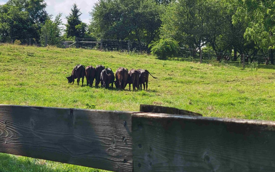 Macneil Farms 