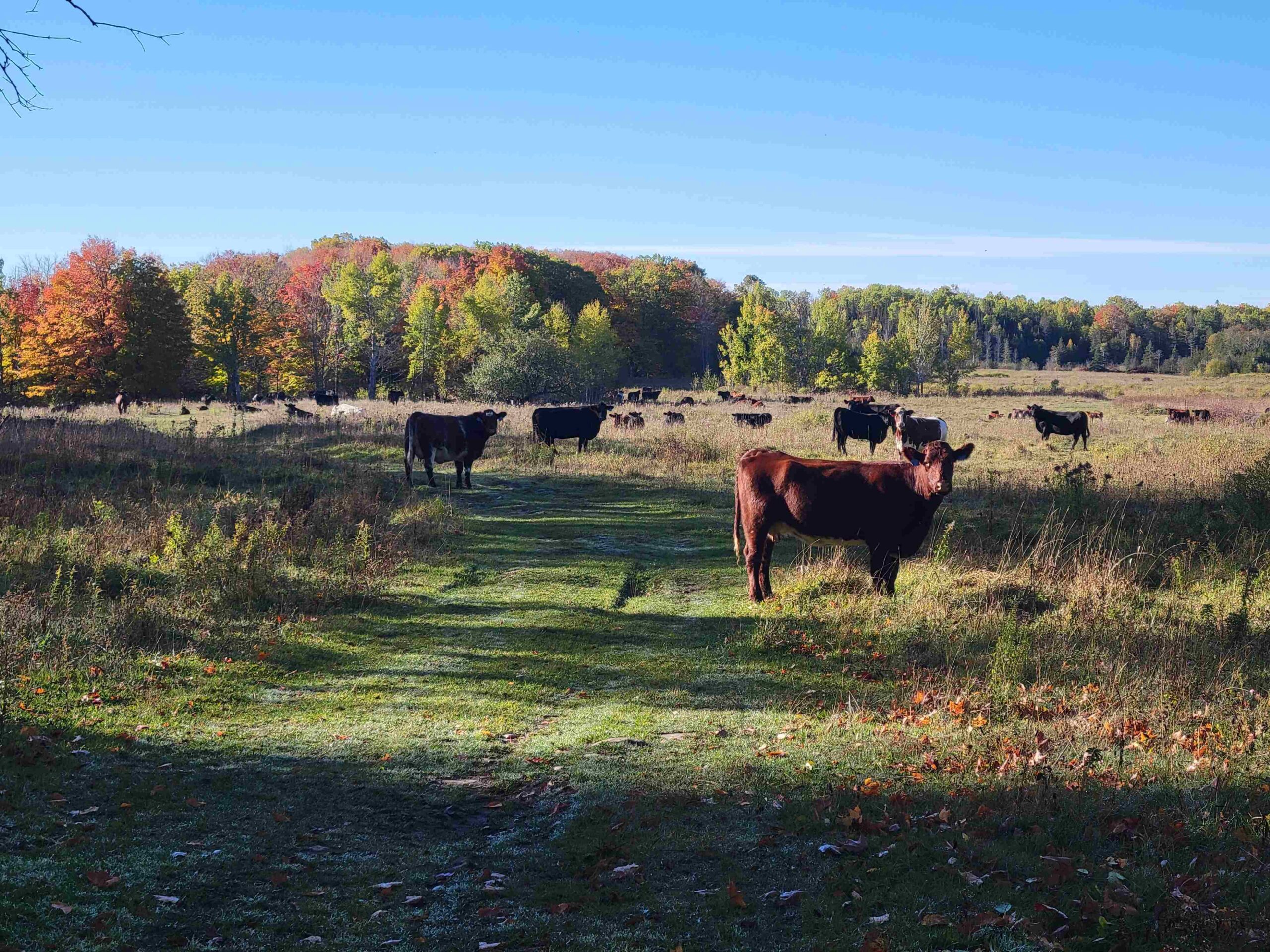 Cattle grazing across an open field with a tree line showing autumn foliage in the background.